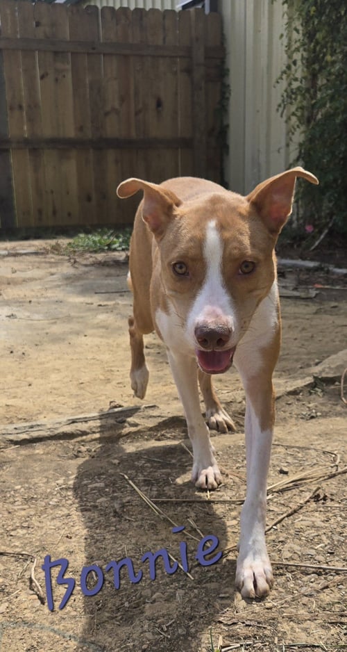 BONNIE - Black Mouth Cur / Labrador Retriever available for adoption
