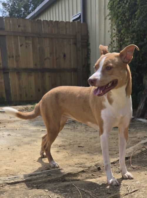 BONNIE - Black Mouth Cur / Labrador Retriever available for adoption