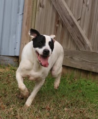 Smudge - Photo 5