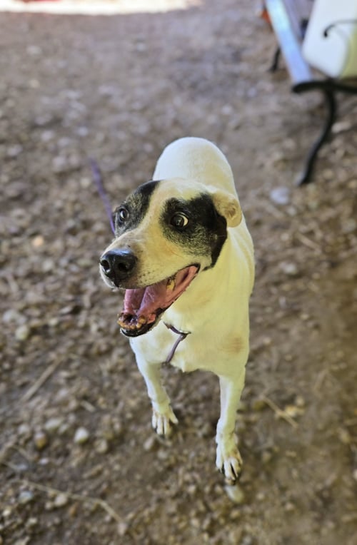 SMUDGE - American Staffordshire Terrier / Labrador Retriever available for adoption