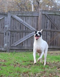 Smudge - Photo 7