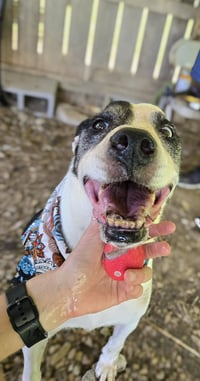 Smudge - Photo 2