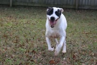 Smudge - Photo 6