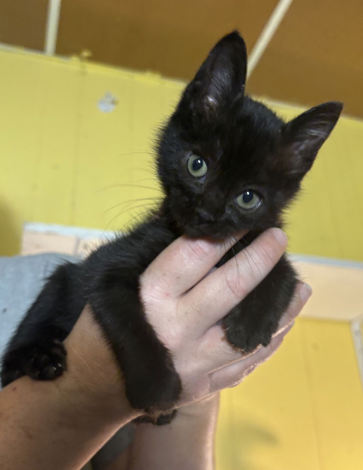 YURI - Domestic Short Hair available for adoption