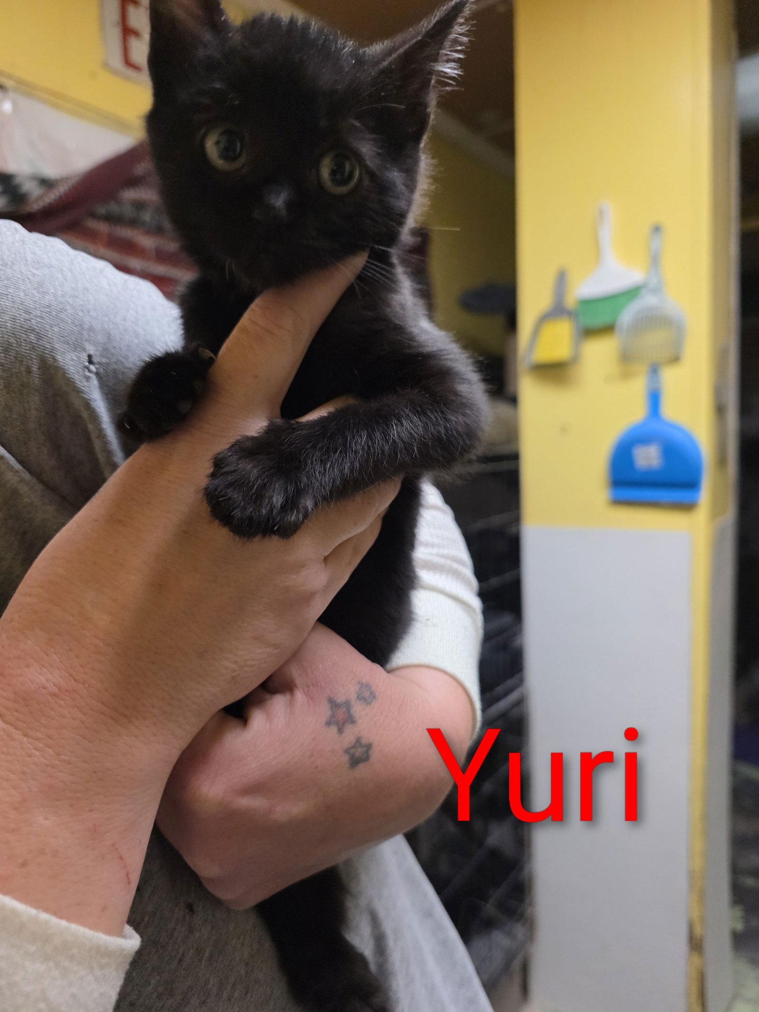 YURI - Domestic Short Hair available for adoption