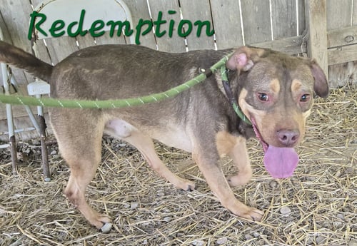 REDEMPTION - American Staffordshire Terrier available for adoption
