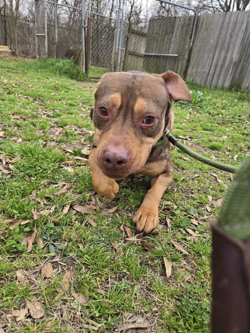 REDEMPTION - American Staffordshire Terrier available for adoption