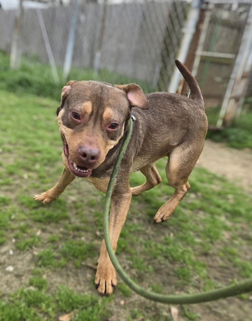 REDEMPTION - American Staffordshire Terrier available for adoption