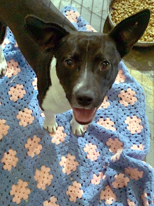 MICKEY MOUSE - Feist available for adoption