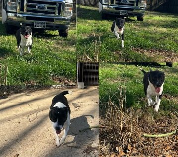 MICKEY MOUSE - Feist available for adoption