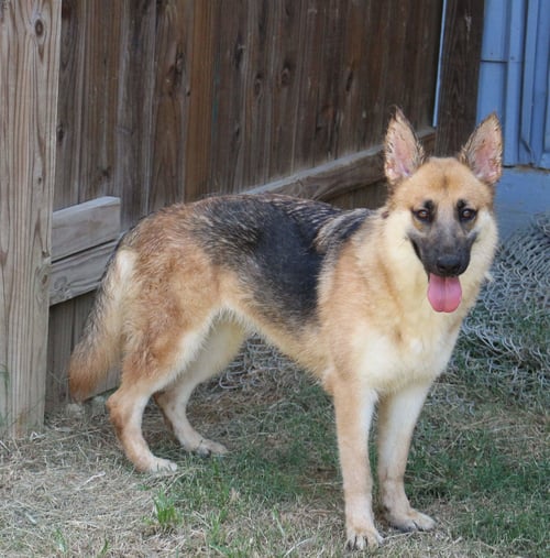 CALLIE MAE - German Shepherd Dog available for adoption