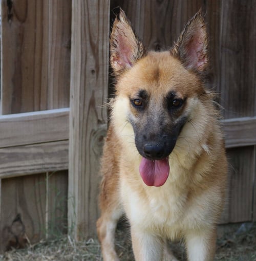 CALLIE MAE - German Shepherd Dog available for adoption