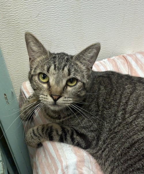 ADELITA - Domestic Short Hair available for adoption