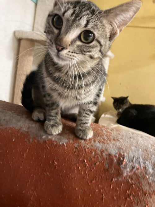 ADELITA - Domestic Short Hair available for adoption