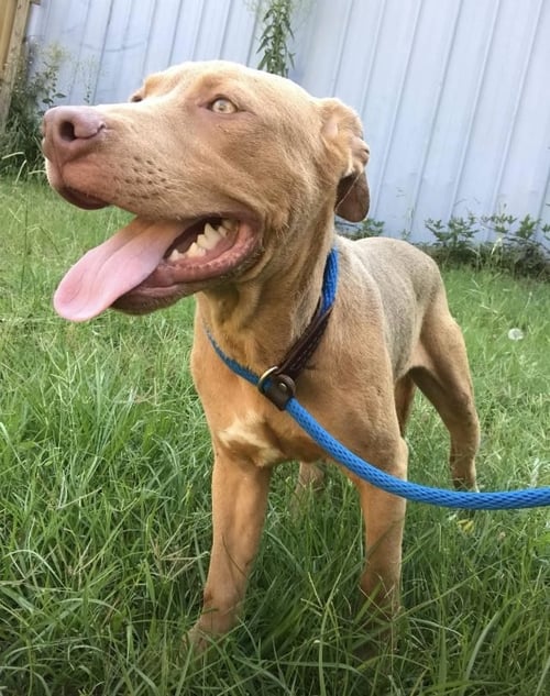 JACK 3'S COMPANY - Labrador Retriever available for adoption