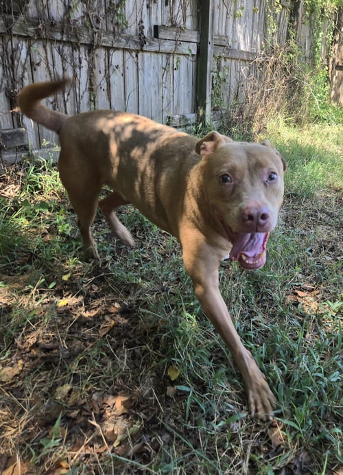 JACK 3'S COMPANY - Labrador Retriever available for adoption