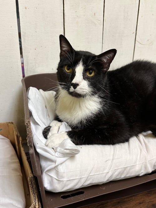 BAXTER - Tuxedo available for adoption