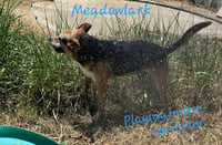 Meadowlark - Photo 3