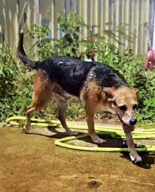 MEADOWLARK - Shepherd available for adoption