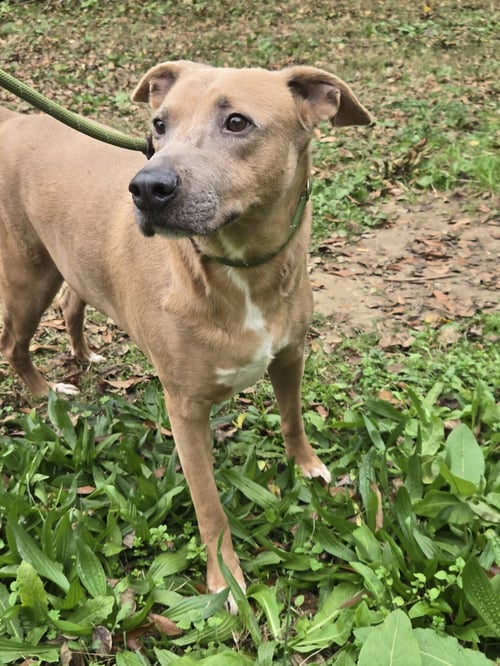 ROCKY RACCOON - Hound available for adoption