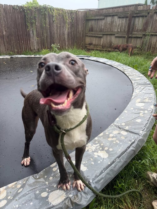 SERENITY - American Pit Bull Terrier available for adoption