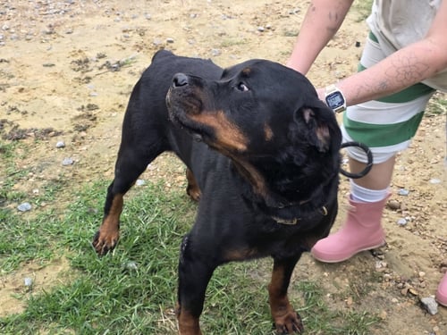 GUNTHER - Rottweiler available for adoption