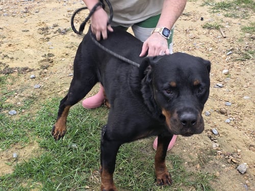 GUNTHER - Rottweiler available for adoption