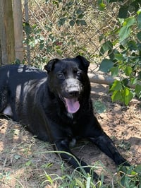 Barkley - Photo 1
