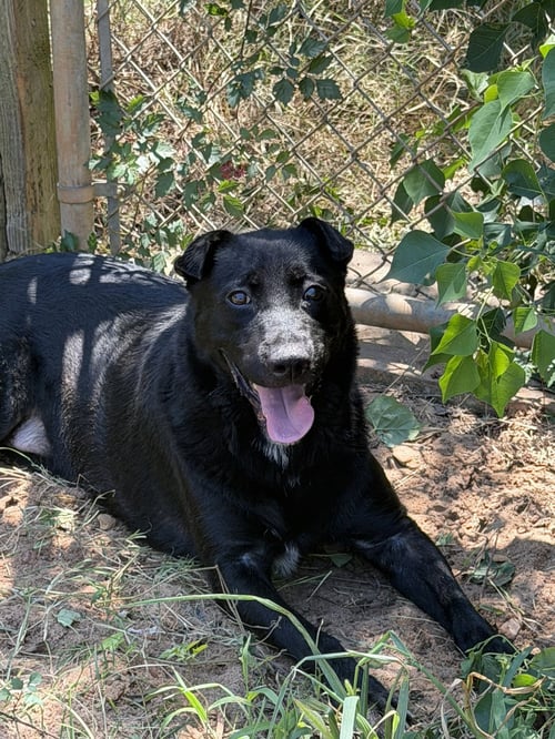 BARKLEY - Black Labrador Retriever available for adoption