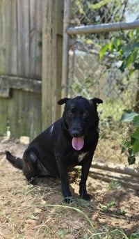 Barkley - Photo 2