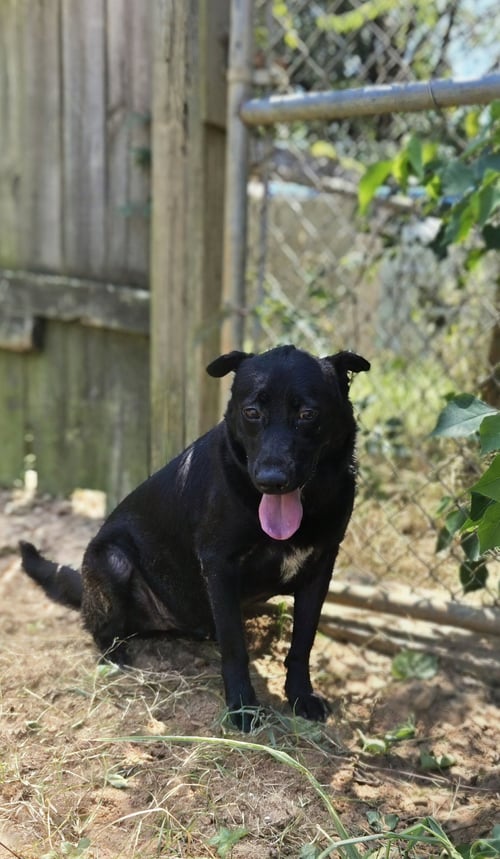 BARKLEY - Black Labrador Retriever available for adoption