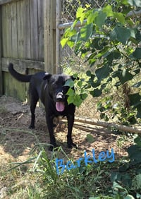 Barkley - Photo 3