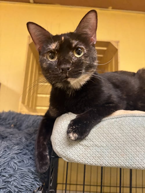 PIPER - Domestic Short Hair available for adoption