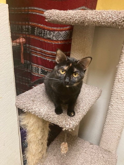 PIPER - Domestic Short Hair available for adoption