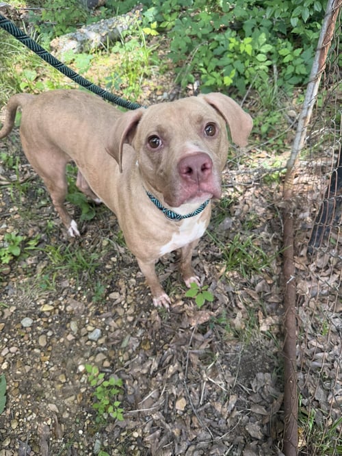 COLLIN - Labrador Retriever / Pit Bull Terrier available for adoption