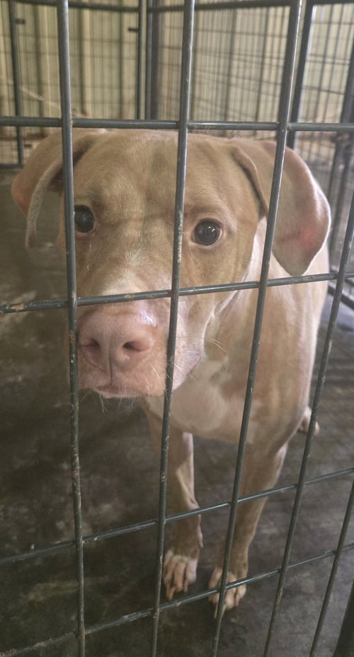 COLLIN - Labrador Retriever / Pit Bull Terrier available for adoption