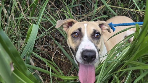 MARTINA - Black Mouth Cur / American Foxhound available for adoption