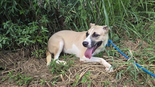 MARTINA - Black Mouth Cur / American Foxhound available for adoption
