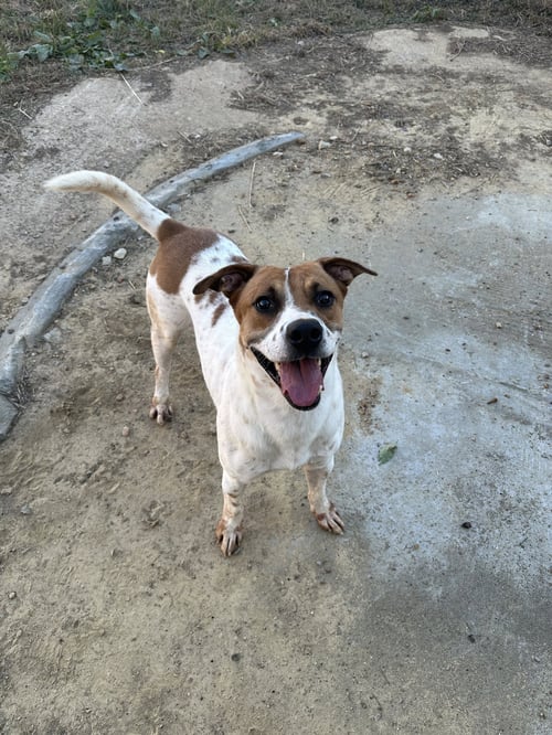 RAYMOND JAMES - Hound available for adoption
