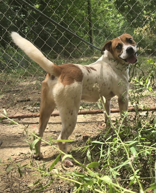 RAYMOND JAMES - Hound available for adoption