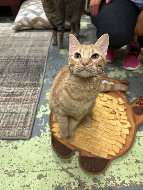 BISCOTTI - Domestic Short Hair available for adoption