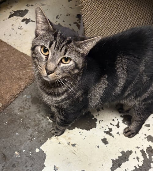 ACE - Domestic Short Hair available for adoption