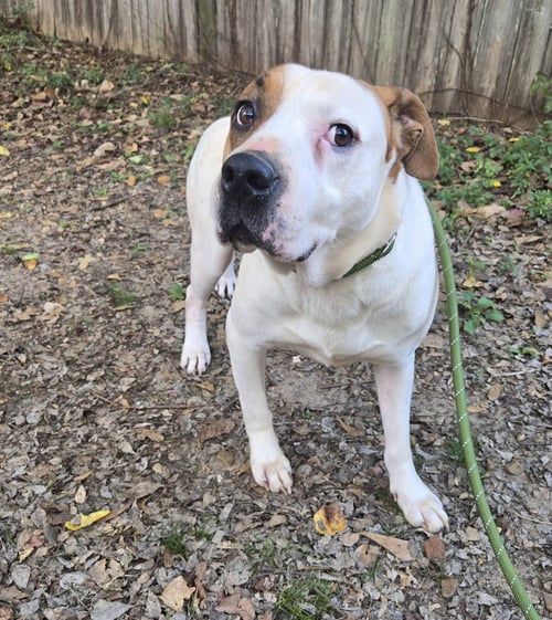 SPUDS - American Staffordshire Terrier available for adoption
