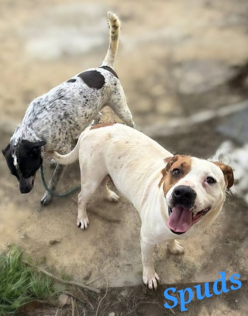 SPUDS - American Staffordshire Terrier available for adoption