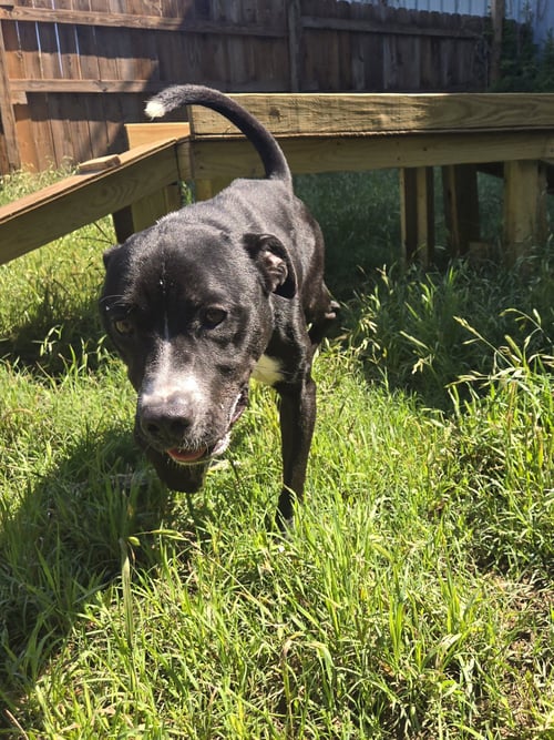 BUDDY (BRITTON) - Mountain Cur available for adoption
