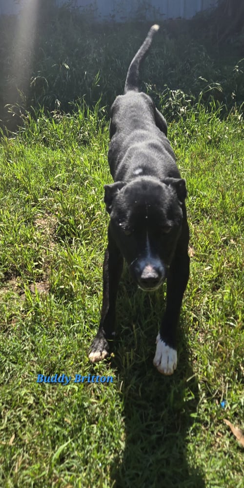 BUDDY (BRITTON) - Mountain Cur available for adoption