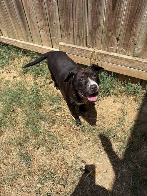 PONCHO - American Staffordshire Terrier available for adoption