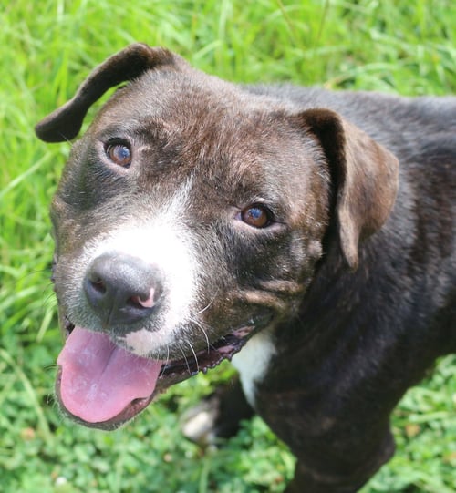PONCHO - American Staffordshire Terrier available for adoption