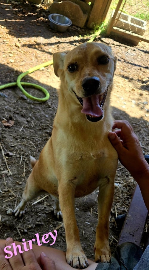 SHIRLEY - Feist / Rat Terrier available for adoption