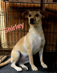 Shirley - Photo 7